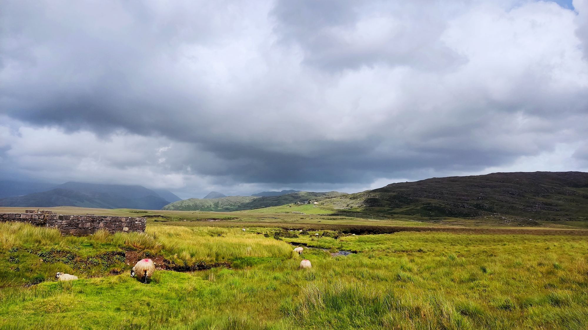 Sheep grazing in a green upland valley beside a ruined stone wall, mountains and a heavy grey sky beyond