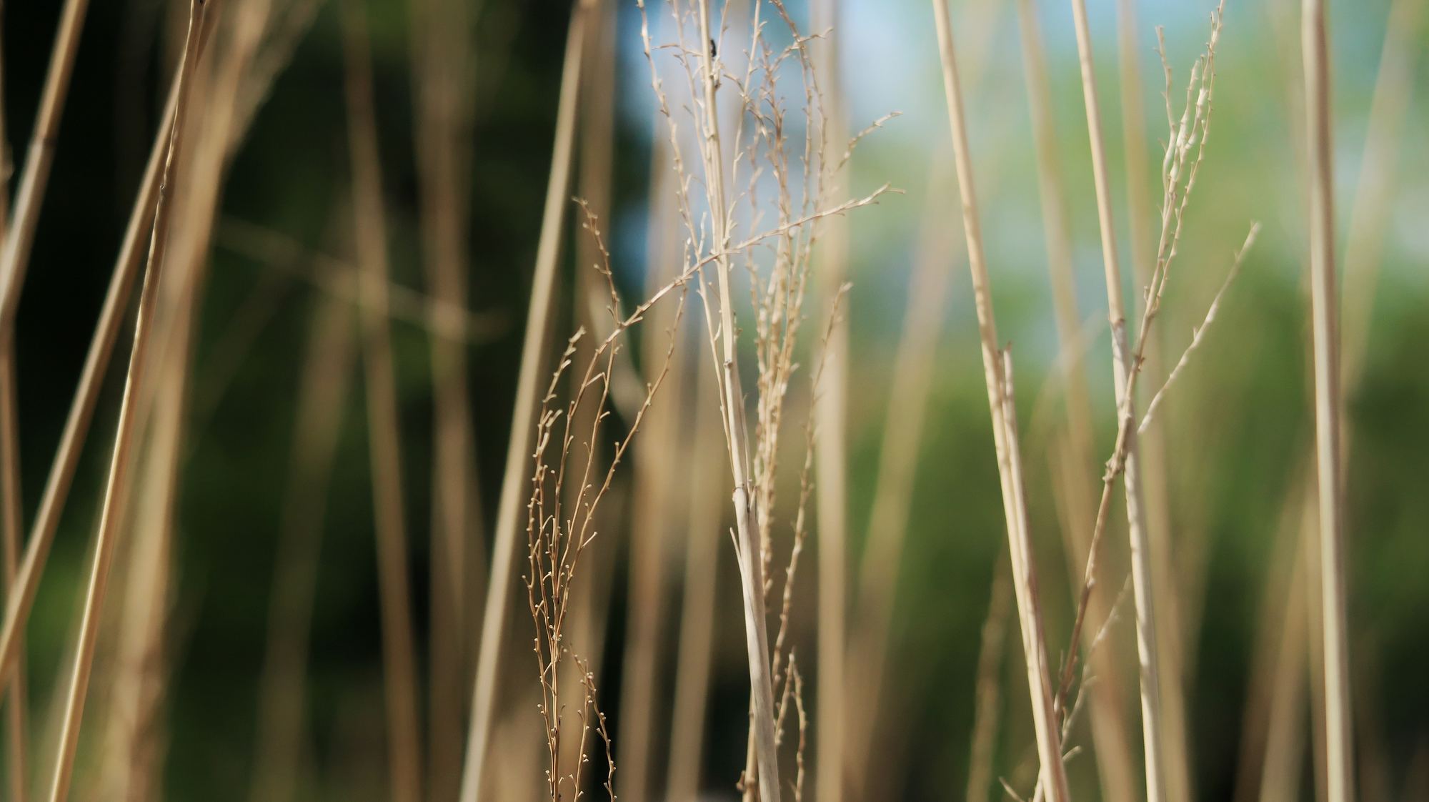Delicate grasses in warm light